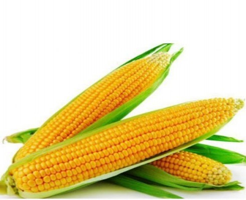 Corn for human Consumption
